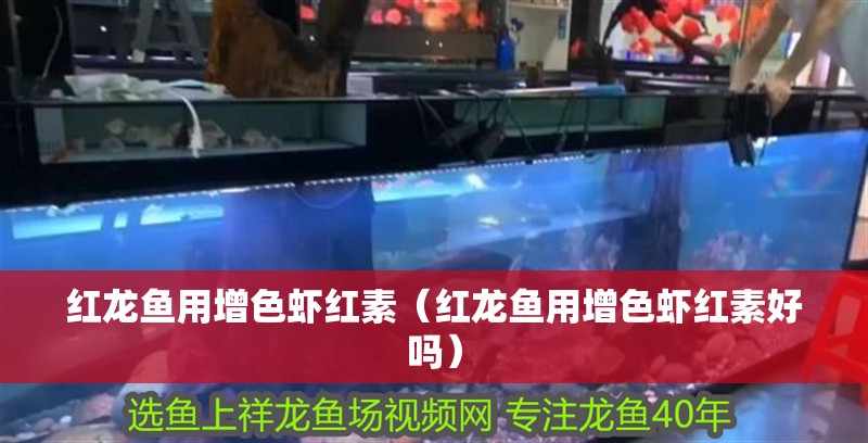 紅龍魚用增色蝦紅素（紅龍魚用增色蝦紅素好嗎）