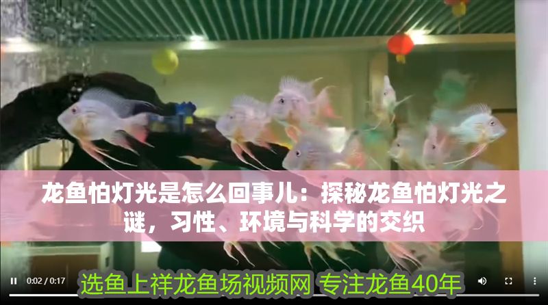 龍魚怕燈光是怎么回事兒：探秘龍魚怕燈光之謎，習性、環(huán)境與科學的交織