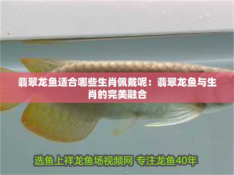 翡翠龍魚適合哪些生肖佩戴呢：翡翠龍魚與生肖的完美融合