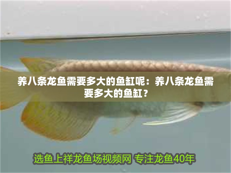 養八條龍魚需要多大的魚缸呢：養八條龍魚需要多大的魚缸？