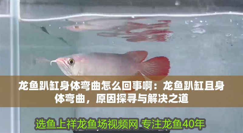 龍魚趴缸身體彎曲怎么回事啊：龍魚趴缸且身體彎曲，原因探尋與解決之道