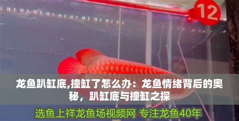 龍魚趴缸底,撞缸了怎么辦：龍魚情緒背后的奧秘，趴缸底與撞缸之探