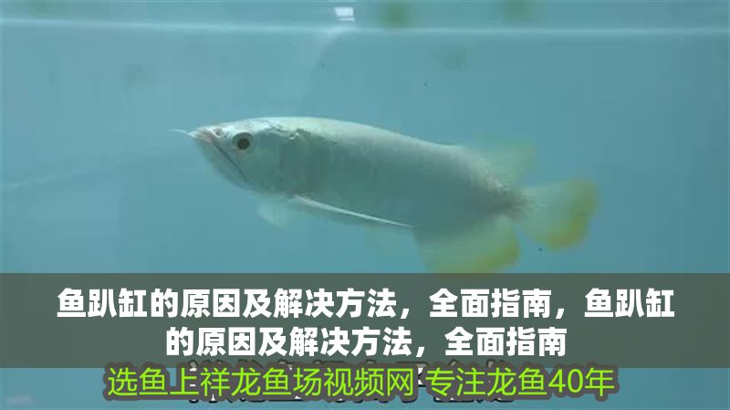 魚趴缸的原因及解決方法，全面指南，魚趴缸的原因及解決方法，全面指南