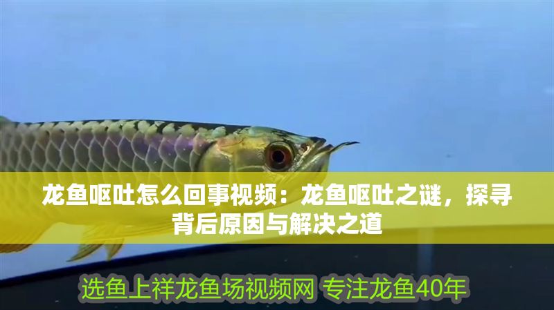 龍魚嘔吐怎么回事視頻：龍魚嘔吐之謎，探尋背后原因與解決之道