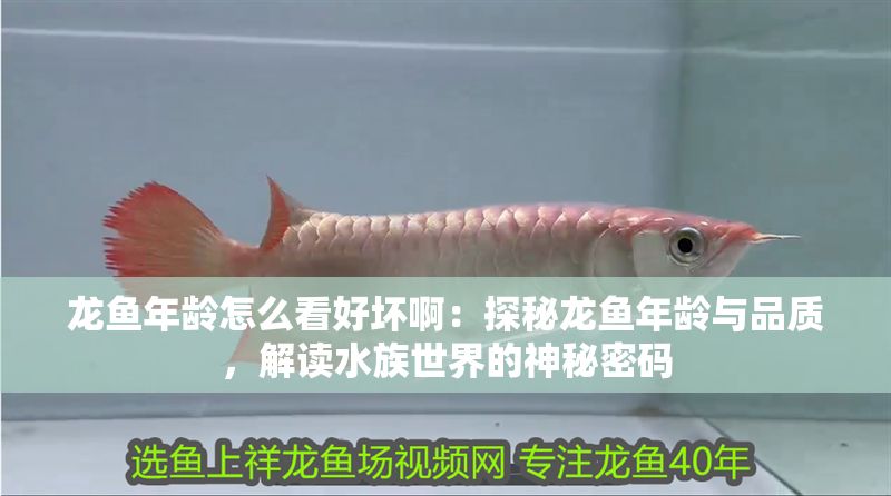 龍魚年齡怎么看好壞啊：探秘龍魚年齡與品質，解讀水族世界的神秘密碼