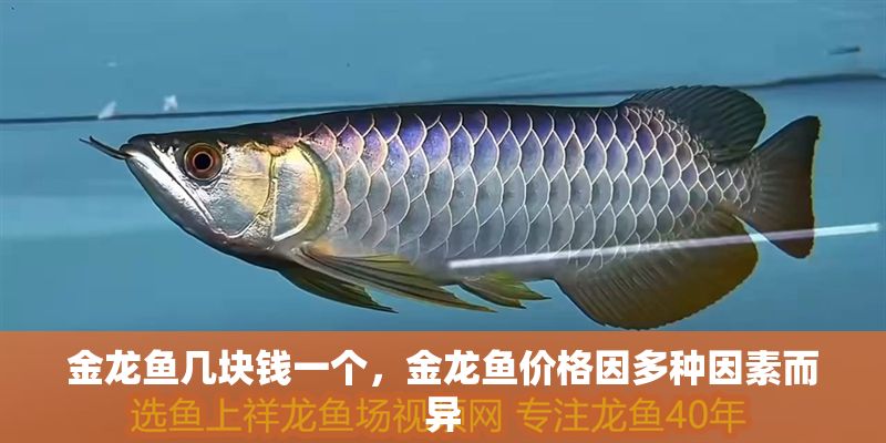 金龍魚幾塊錢一個，金龍魚價格因多種因素而異