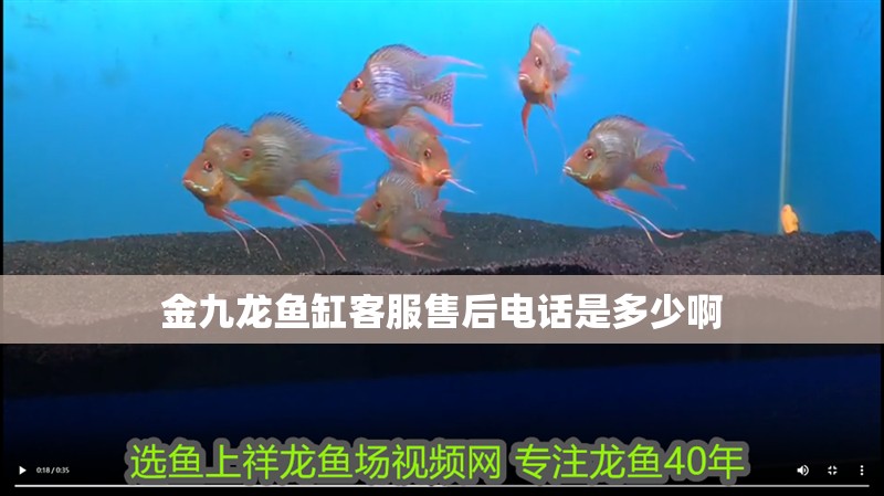 金九龍魚缸客服售后電話是多少啊