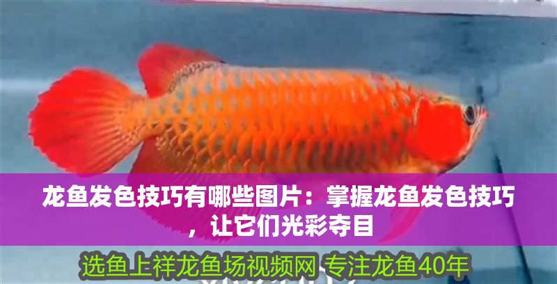 龍魚發色技巧有哪些圖片：掌握龍魚發色技巧，讓它們光彩奪目