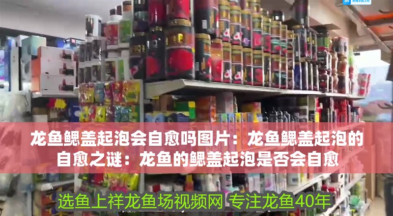 龍魚鰓蓋起泡會自愈嗎圖片：龍魚鰓蓋起泡的自愈之謎：龍魚的鰓蓋起泡是否會自愈
