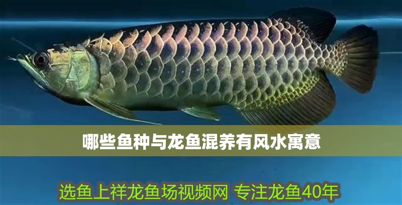 哪些魚種與龍魚混養有風水寓意
