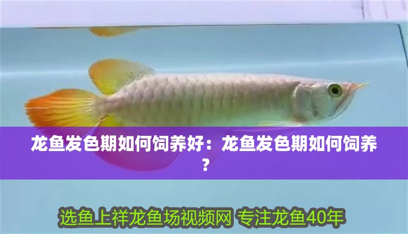 龍魚發色期如何飼養好：龍魚發色期如何飼養？