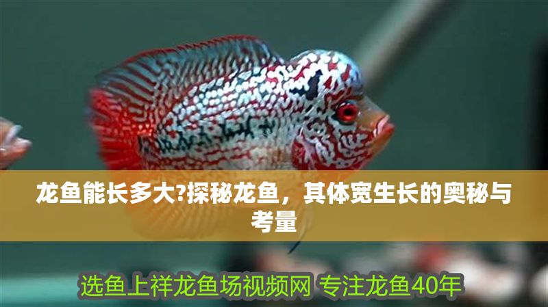 龍魚能長多大?探秘龍魚，其體寬生長的奧秘與考量
