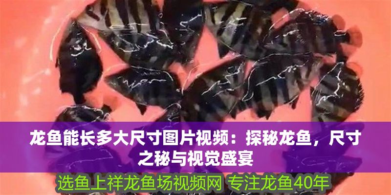 龍魚能長多大尺寸圖片視頻：探秘龍魚，尺寸之秘與視覺盛宴