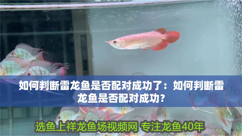 如何判斷雷龍魚是否配對(duì)成功了：如何判斷雷龍魚是否配對(duì)成功？