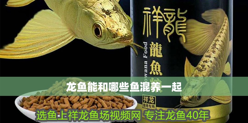 龍魚能和哪些魚混養一起