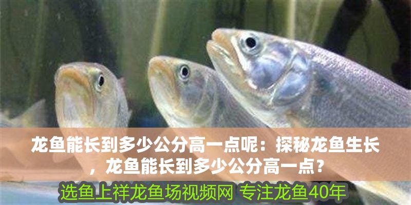 龍魚能長到多少公分高一點呢：探秘龍魚生長，龍魚能長到多少公分高一點？