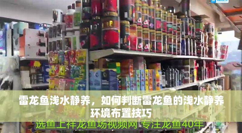 雷龍魚淺水靜養(yǎng)，如何判斷雷龍魚的淺水靜養(yǎng)環(huán)境布置技巧