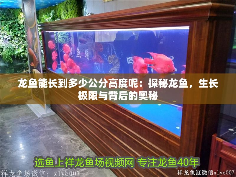 龍魚能長到多少公分高度呢：探秘龍魚，生長極限與背后的奧秘