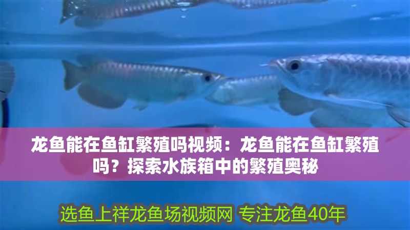 龍魚能在魚缸繁殖嗎視頻：龍魚能在魚缸繁殖嗎？探索水族箱中的繁殖奧秘