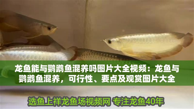 龍魚能與鸚鵡魚混養(yǎng)嗎圖片大全視頻：龍魚與鸚鵡魚混養(yǎng)，可行性、要點及觀賞圖片大全