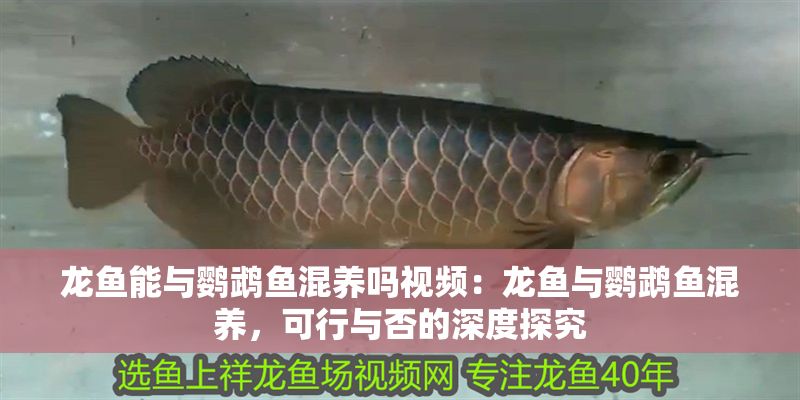 龍魚能與鸚鵡魚混養嗎視頻：龍魚與鸚鵡魚混養，可行與否的深度探究