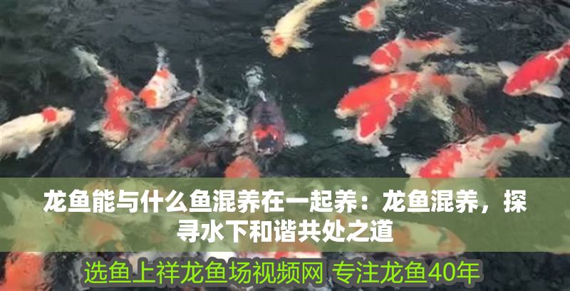 龍魚能與什么魚混養(yǎng)在一起養(yǎng)：龍魚混養(yǎng)，探尋水下和諧共處之道