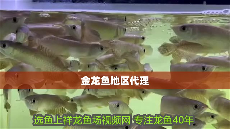 金龍魚地區代理
