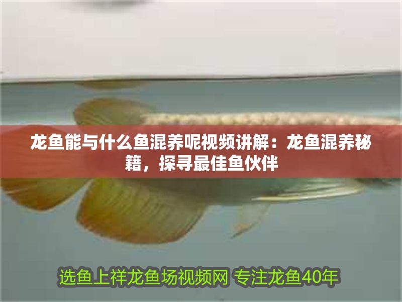 龍魚能與什么魚混養呢視頻講解：龍魚混養秘籍，探尋最佳魚伙伴