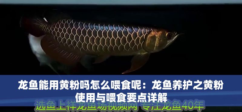 龍魚能用黃粉嗎怎么喂食呢：龍魚養護之黃粉使用與喂食要點詳解
