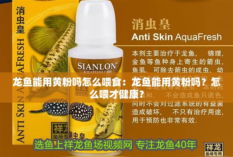 龍魚能用黃粉嗎怎么喂食：龍魚能用黃粉嗎？怎么喂才健康？