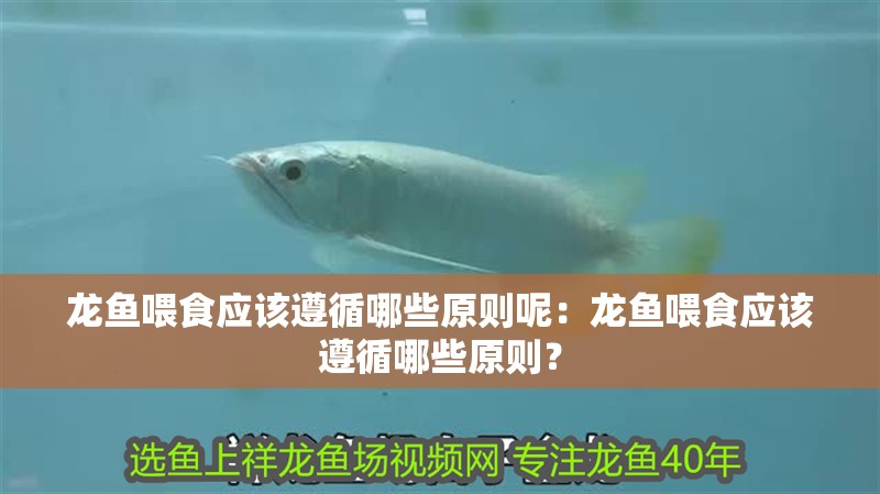 龍魚喂食應該遵循哪些原則呢：龍魚喂食應該遵循哪些原則？