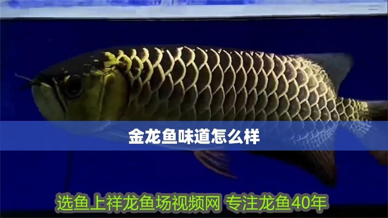 金龍魚味道怎么樣