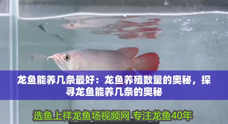 龍魚能養(yǎng)幾條最好：龍魚養(yǎng)殖數(shù)量的奧秘，探尋龍魚能養(yǎng)幾條的奧秘