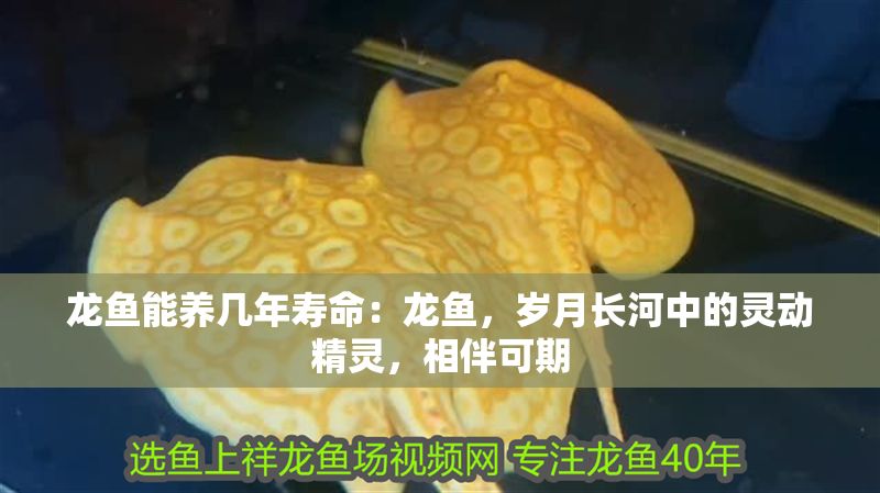 龍魚能養幾年壽命：龍魚，歲月長河中的靈動精靈，相伴可期