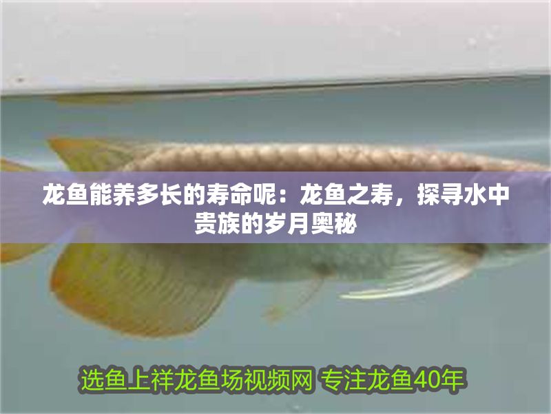 龍魚能養(yǎng)多長的壽命呢：龍魚之壽，探尋水中貴族的歲月奧秘