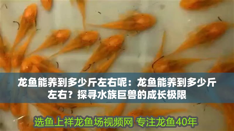 龍魚能養(yǎng)到多少斤左右呢：龍魚能養(yǎng)到多少斤左右？探尋水族巨獸的成長極限