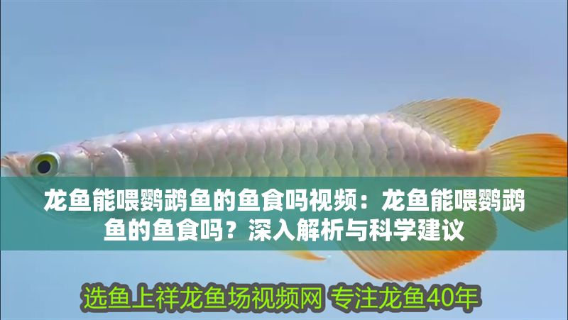 龍魚能喂鸚鵡魚的魚食嗎視頻：龍魚能喂鸚鵡魚的魚食嗎？深入解析與科學建議