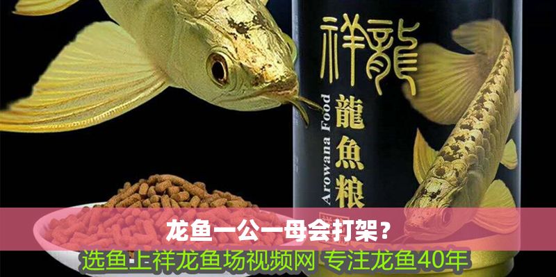 龍魚一公一母會打架？
