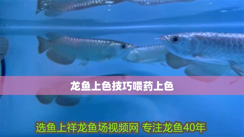 龍魚上色技巧喂藥上色