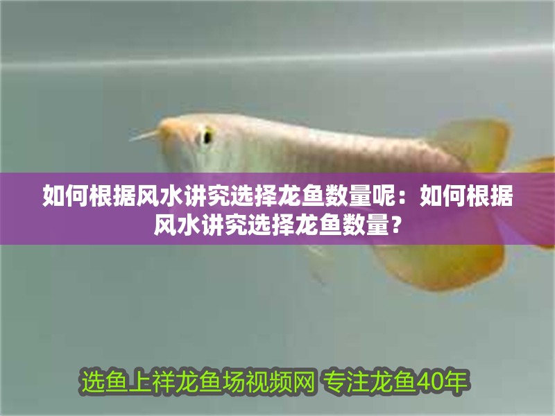 如何根據風水講究選擇龍魚數量呢：如何根據風水講究選擇龍魚數量？ 如何根據風水講究選擇龍魚數量呢：如何根據風水講究選擇龍魚數量？ 水族問答