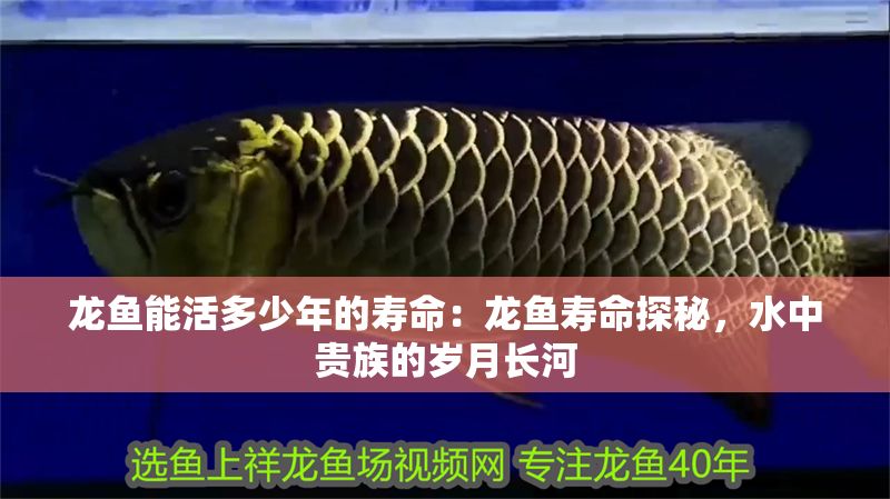 龍魚能活多少年的壽命：龍魚壽命探秘，水中貴族的歲月長河