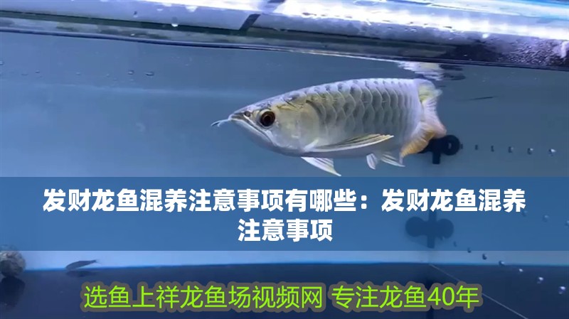 發財龍魚混養注意事項有哪些：發財龍魚混養注意事項