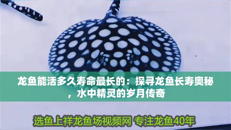 龍魚能活多久壽命最長的：探尋龍魚長壽奧秘，水中精靈的歲月傳奇