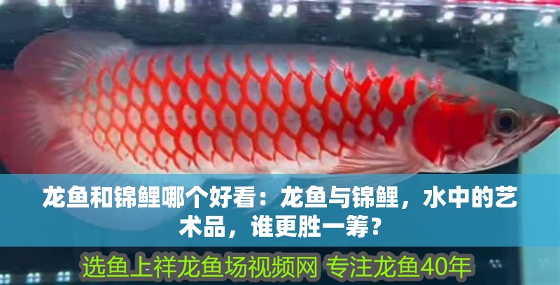 龍魚和錦鯉哪個(gè)好看：龍魚與錦鯉，水中的藝術(shù)品，誰更勝一籌？