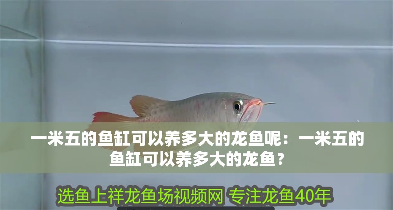 一米五的魚缸可以養多大的龍魚呢：一米五的魚缸可以養多大的龍魚？
