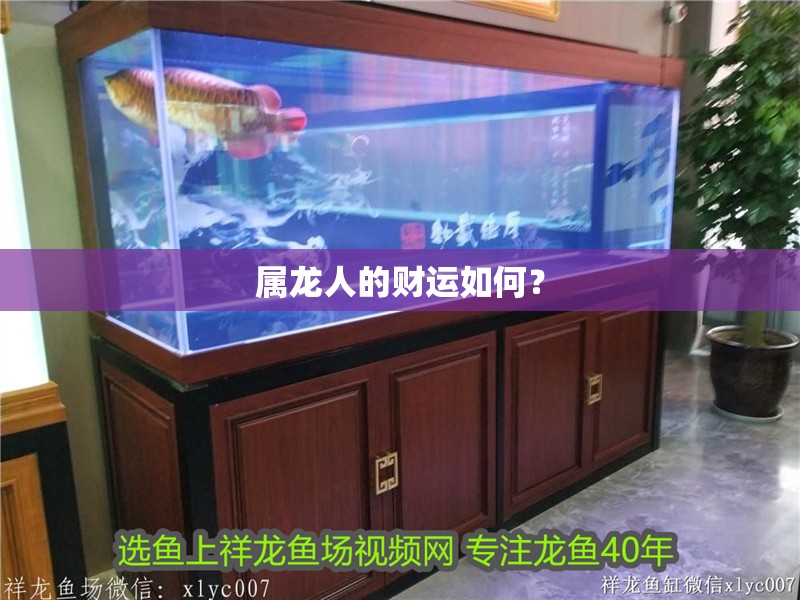 屬龍人的財運如何？