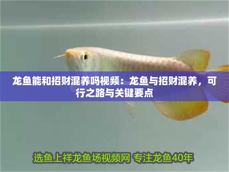 龍魚能和招財混養嗎視頻：龍魚與招財混養，可行之路與關鍵要點