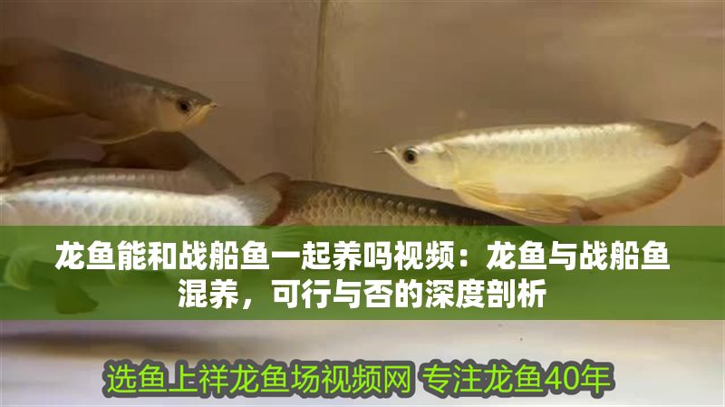 龍魚能和戰(zhàn)船魚一起養(yǎng)嗎視頻：龍魚與戰(zhàn)船魚混養(yǎng)，可行與否的深度剖析