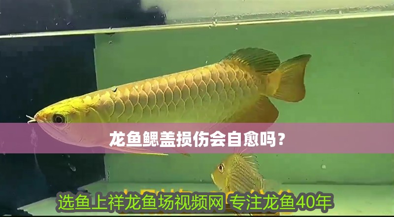龍魚鰓蓋損傷會自愈嗎？