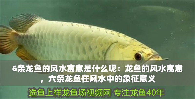 6條龍魚的風水寓意是什么呢：龍魚的風水寓意，六條龍魚在風水中的象征意義
